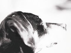 Benny, Studie