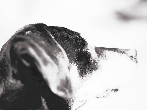 Benny, Studie