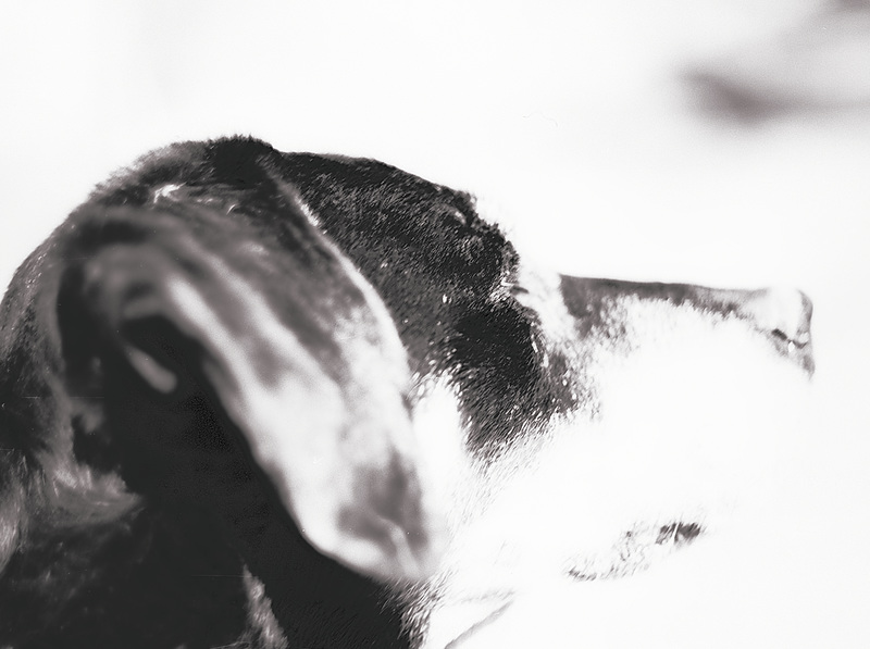 Benny, Studie