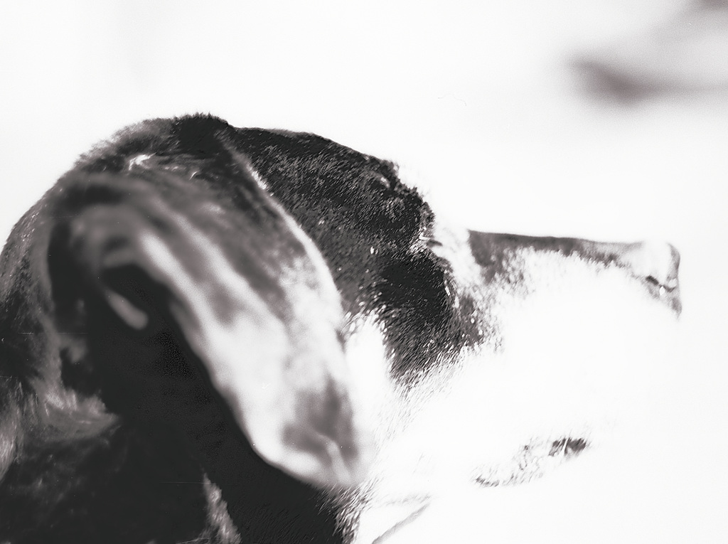 Benny, Studie