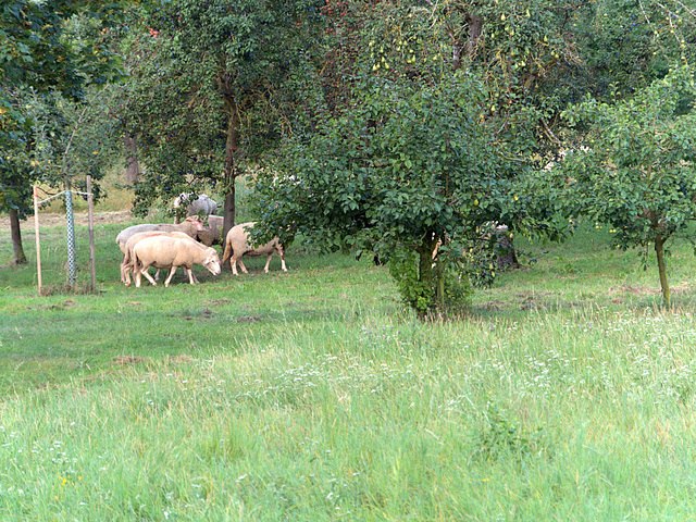 Ausgebüxt