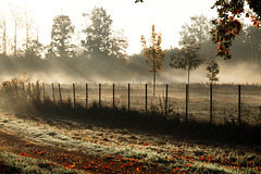 Foggy fence - HFF!