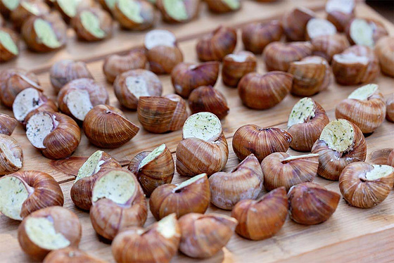 Schnecken