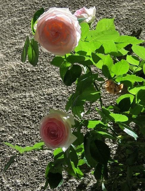 Roses de l'été dernier