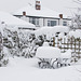 Snowy garden