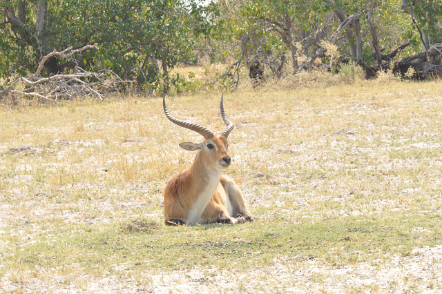 Leĉantilopo. Okavango - Delto