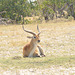 Leĉantilopo. Okavango - Delto