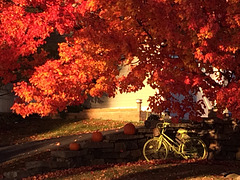 fall bicycle