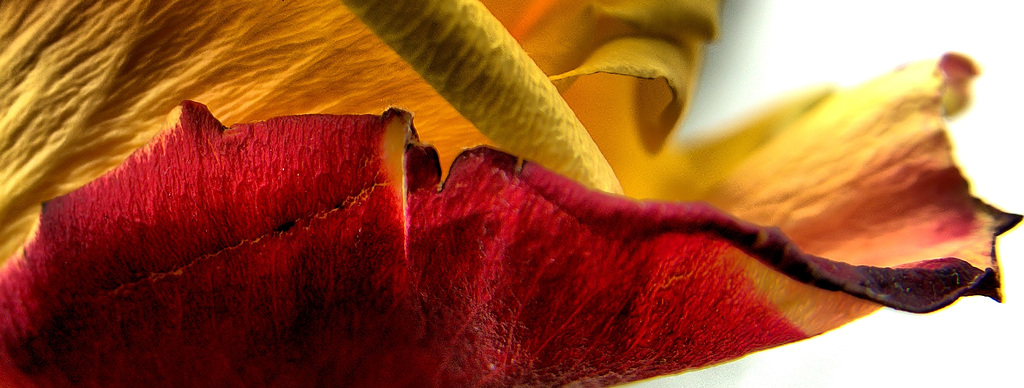 DSC08592