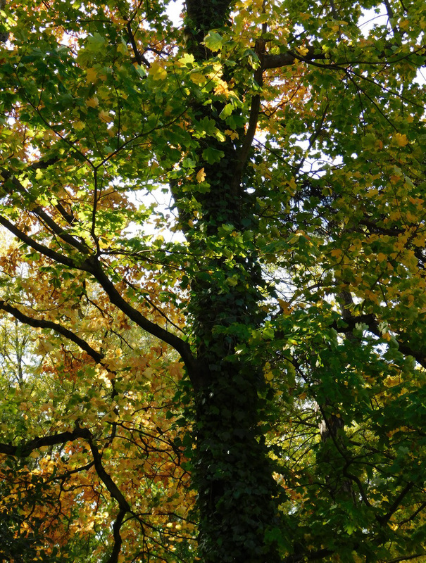 Automne au parc...