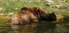 20190822 5454CPw [D~H] Braunbär, Wisentgehege, Springe