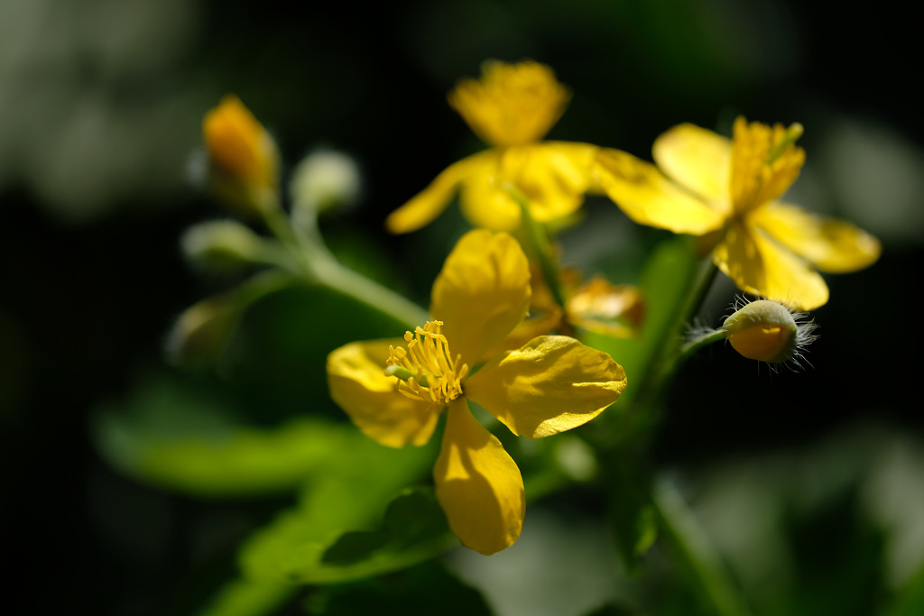 DSCF7251
