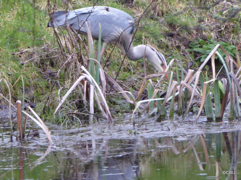 "Our" Great Blue Heron hunting newts for its supper this evening
