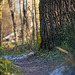 Auf frostigen Waldwegen unterwegs :)) On frosty forest paths :)) Sur les sentiers forestiers gelés :))