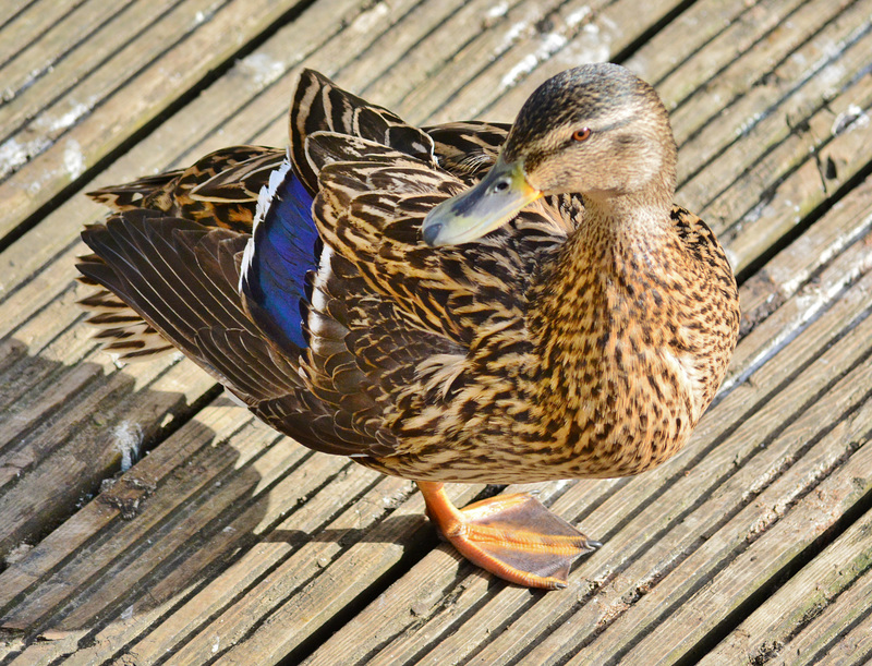 Female Mallard