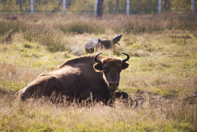 Der Wisent im Białowieża-Urwald