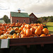 NH pumpkins