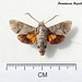 DR078 Cautethia noctuiformis