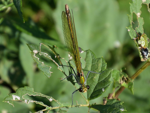 Western Demoiselle f (Calopteryx xanthostoma) DSB 1677