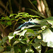 Tropical butterfly, Tobago, Day 2