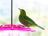 Green Honeycreeper female, Asa Wright, Trinidad