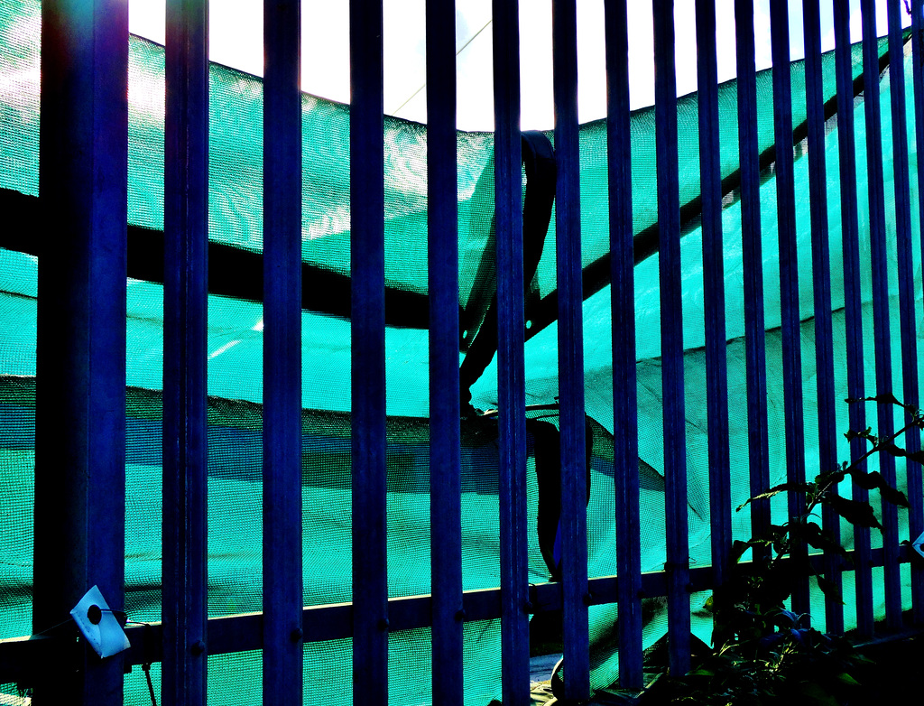 Fence And Netting 2