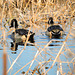 Northern Pintail