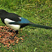 Magpie