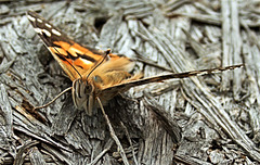 Painted Lady....Just a few of the many hundreds that arrived on Sunday!!!