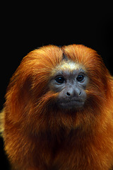 Un tamarin-lion doré qui se la pète grave avec sa crinière .