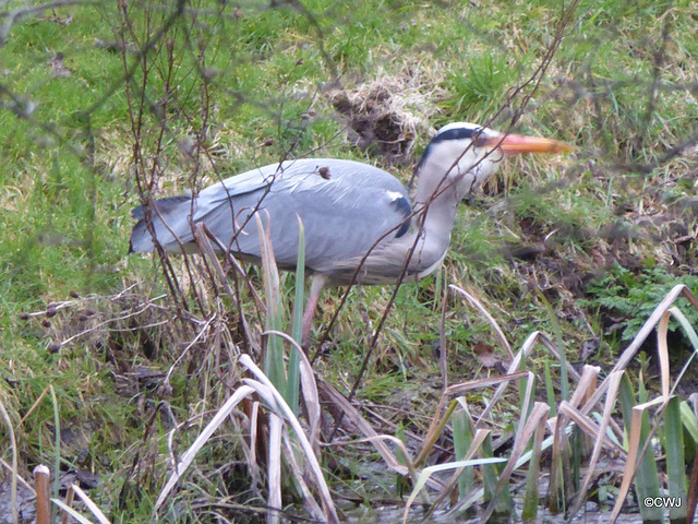 "Our" Great Blue Heron hunting newts for its supper this evening