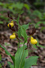 Cypripedium parviflorum var parviflorum (Small Yellow Lady's-slipper orchid)