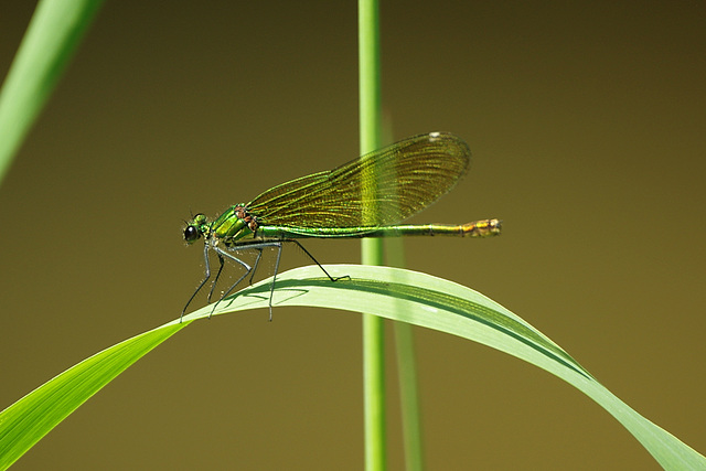 Calopteryx splendens ♀