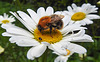20210604 0358CPw [D~LIP] Wollkrautblütenkäfer (Anthrenus verbasci), Insekt, Wiesen-Margerite (Leucanthemum vulgare agg), Bad Salzuflen