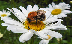 20210604 0358CPw [D~LIP] Wollkrautblütenkäfer (Anthrenus verbasci), Insekt, Wiesen-Margerite (Leucanthemum vulgare agg), Bad Salzuflen