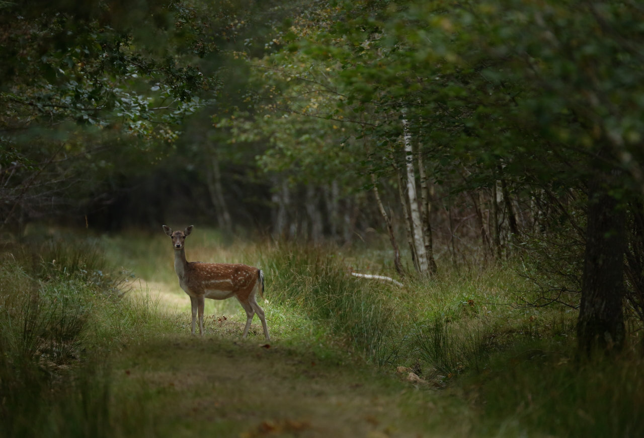 Le chemin