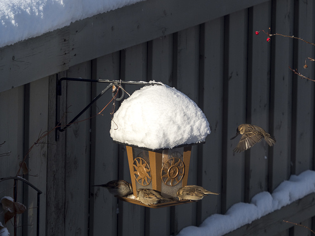 Sparrows in Winter