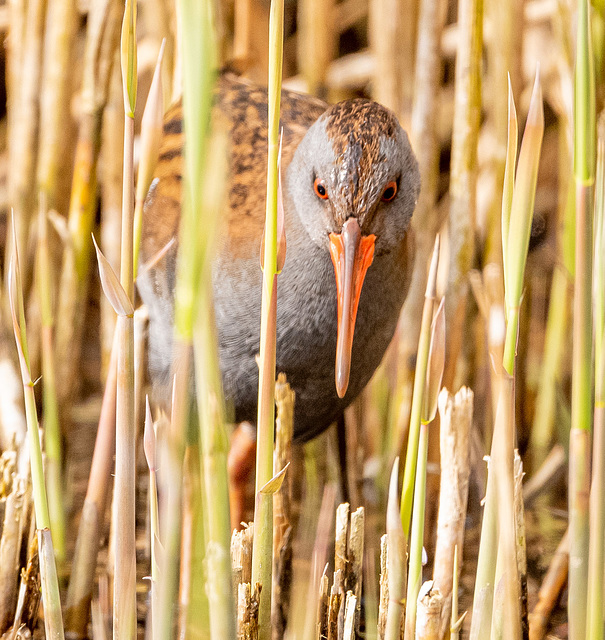 Water rail