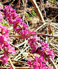 Seidelbast [Daphne mezereum]