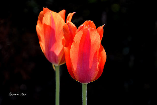 Tulipe un jour de soleil Suzanne Guy