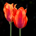 Tulipe un jour de soleil Suzanne Guy