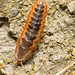 IMG 2121 Beetle larva