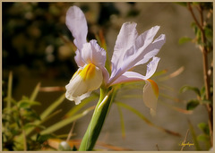 Iris ..................Belle journée mes ami(e)s❤️
