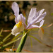 Iris ..................Belle journée mes ami(e)s❤️