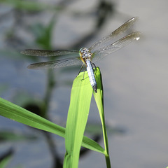 Dragonfly