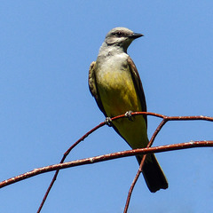 Western Kingbird