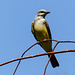 Western Kingbird