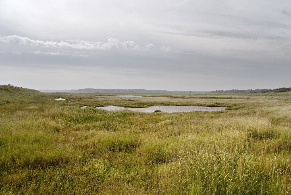 Corporation Marshes, Walberswick, Suffolk