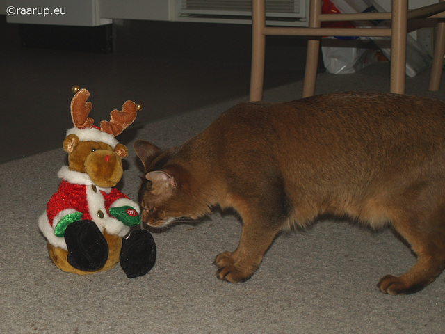 Rags meets the reindeer (2011)