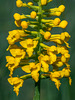 Gymnadeniopsis integra (Yellow Fringeless orchid)